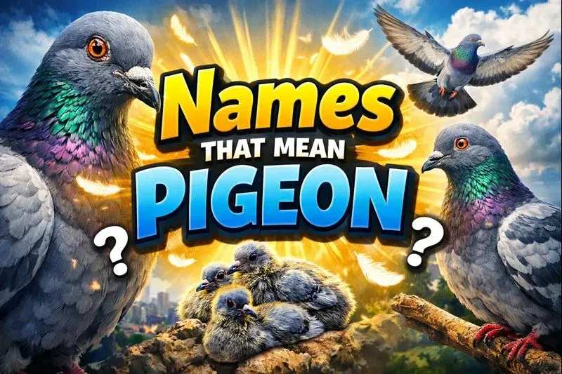 Names That Mean Pigeon